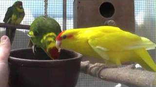 The Kakariki Redcrowned Parakeet a lively and curious bird [upl. by Kowal365]