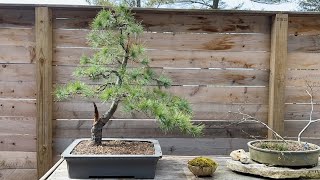 Eastern White Pine The Forgotten Bonsai Material [upl. by Onra]