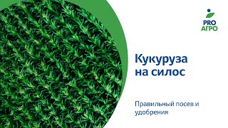 Кукуруза на силос Правильный посев и удобрения [upl. by Ponton]