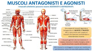 IL TESSUTO MUSCOLARE SCHELETRICO [upl. by Joya]