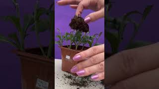 Bolchrysant stekken gardening garden cuttingskills [upl. by Bergmann]