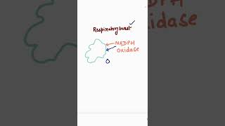 Respiratory burst  Neutrophils  Phagocytes  H2O2  NADPH oxidase  biology neet [upl. by Ahsienod]