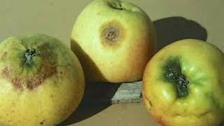 Russeting in Apple by Kesang Negi Horticulture Officer [upl. by Doersten]