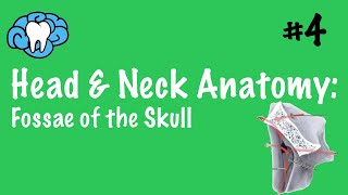 Head amp Neck Anatomy  Fossae of the Skull  INBDE [upl. by Naehs]