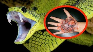 THE MOST VENOMOUS SNAKES In The World [upl. by Ardnaeel975]