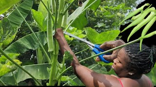 Okra Plant Growing No Fertilizer Needs The Best Way How To Succeed [upl. by Jacey]