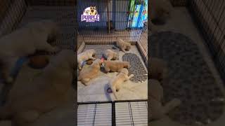 Golden Retriever Puppy Fun [upl. by Singh286]