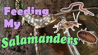 Feed My Pet Friday Tiger Salamanders [upl. by Treblah]