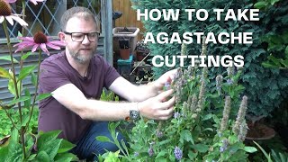 How to take Agastache Cuttings  Easy Agastache Hyssop Propagation  New Plants for Free [upl. by Enilasor]