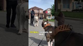 Is pitbull🔥 the most dangerous😱dog [upl. by Otti]