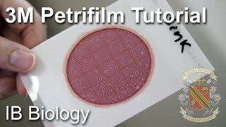 How to Use a Petrifilm Count Plate  Biology Lab Techniques [upl. by Kearney]