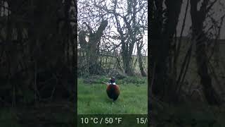 Pheasant out for a stroll [upl. by Aimek]