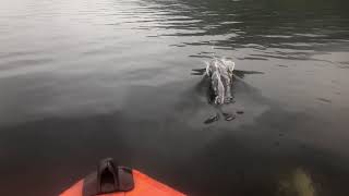 Shortbeaked common dolphin sighting at Loch Linnhe Scotland [upl. by Ysteb]