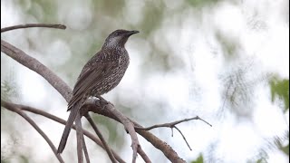 Little Wattlebird at Inskip Point Jul 2024 [upl. by Cost]