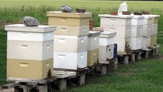 Beekeeping for Beginners  Really [upl. by Chere]