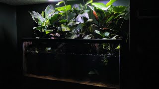 75 gallon AXOLOTL PARADISE tank part 3 the finale [upl. by Aziul]