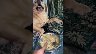 Labra is choosy in food  dog not eating food lifewithlabra dogfood dogvideos [upl. by Elliot]