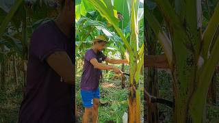 Amazing banana lakatan farmer [upl. by Janenna]