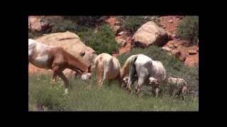 Horse Roundup at Canyon de Chelly [upl. by Adirehs]