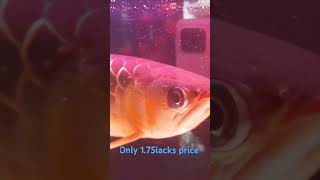 World expensive fish arvana 175lacks only 😳😲😯 [upl. by Bax]