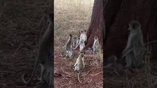 Vervet monkeys are seasonal bre [upl. by Sharona]