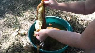 How to process luffa gourds into sponges [upl. by Aissilem756]