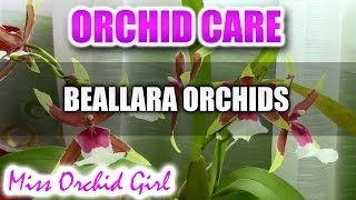 Orchid care  How to care for Beallara Aliceara Orchids  watering fertilizing reblooming [upl. by Madora521]