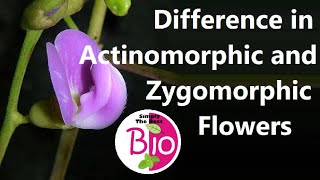 Difference between Actinomorphic and Zygomorphic flowers by Simply The Best BIO [upl. by Llemaj]