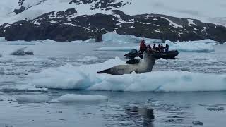 Leopard seal Antarctica [upl. by Utir523]