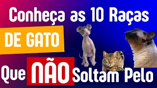 Conheça as 10 raças de gato que não soltam pelo [upl. by Leahcimed]