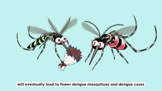 How do male WolbachiaAedes mosquitoes help suppress dengue mosquito population [upl. by Snapp]