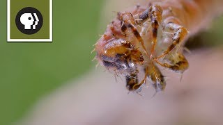 How Carnivorous Caterpillars Attack Their Prey [upl. by Ltihcox]