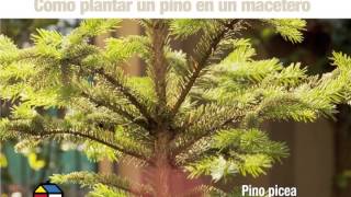 ¿Cómo armar el mejor árbol de navidad [upl. by Bina]