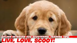 Golden Retriever Dog Scootering Training Tips [upl. by Urdna]