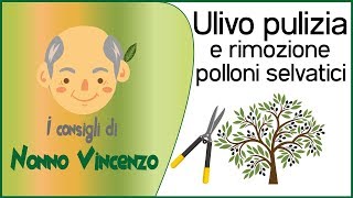 Ulivo  pulizia e rimozione dei polloni selvatici alla base [upl. by Darya]