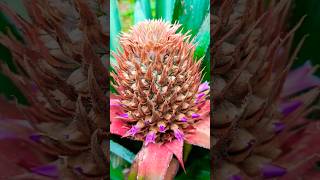 Pineapple flower shortsyoutubeviews trendingfruitflowersyt youtubeshortsshortsfeednature [upl. by Frans]