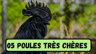 05 RACES DE POULES LES PLUS RARES ET ÉTONNAMMENT CHÈRES [upl. by Rozanne229]