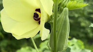 Organic Haitian okra  Kalou plant growing fast nice [upl. by Adidnac]