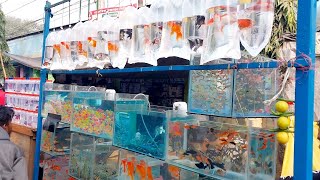 recent aquarium fish price update  galiff street fish market  galiff street new video 24122023 [upl. by Aenad]