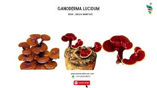 Ganoderma lucidum Cultivation Reishi Lingzhi Mushroom benefits Medicinal Mushroom Farming P1 [upl. by Uria]