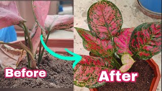 Aglaonema Plant Care Burning Leaves Solution amp Propagation [upl. by Bennir249]