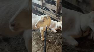 SURPRISE She’s so sweet goat dairygoat homesteading homemadesimple [upl. by Norrahc]