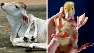 15 Most Shocking Real MUTATIONS In ANIMALS [upl. by Lehmann]