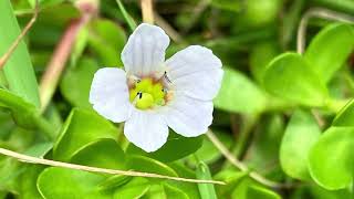 Bacopa monnieriwater hyssop brahmi [upl. by Acinorehs]