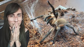 Blue baboon tarantula ESCAPES  Monocentropus balfouri [upl. by Heidy387]