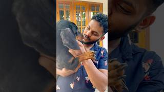 ഒന്ന് brush ചെയ്യാൻ നോക്കിതാ സീൻ ആയി 🥹 youtubeshorts dog shorts trending viralvideo [upl. by Mittel535]