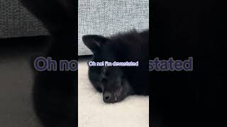 She gives up halfway even when it’s cool She likes to lounge 😂😂😂 schipperke funny silly cute [upl. by Niawd]