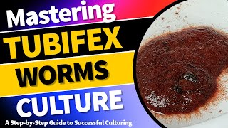 Mastering Tubifex Worm Culture A StepbyStep Guide to Successful Culturing TubifexWormCulture [upl. by Chick]