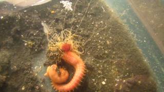 Crazy Spaghetti Worm feeding with tentacles [upl. by Anairuy]