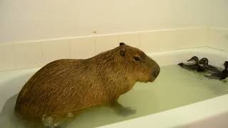 Capybara covering a cough with a fart [upl. by Einon992]